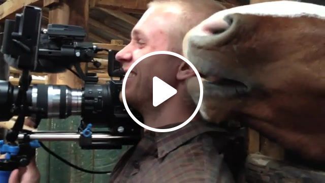 Horse whisper, bites, ear, exclusive, footage, interview, bite, horse, facebook, chile, abc, born to explore, richard wiese, final horse horse whisper, animals pets. #0
