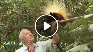 Bird interrupts David Attenborough Attenborough's Paradise Birds BBC Two