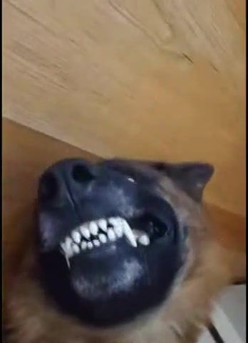 Kicked out of hell for trolling demons - Video & GIFs | let's go,dog,evil,diablo,meme,dog's,pets,wtf,animals,nature,funny,funnydog,fun,awesome,amazing,animal,stuffed,cute,scary,husky,doggo,cute animals,push the,the cute husky,cute husky,bork,biork,biorking,dog bork,cute dogs,dogs,charlie puth,betty boop,charlie puth betty boop,dance battle,doggy,dancing,your turn,skills,dance skills,dancing dog,spinning,spinning dog,funny animals,funny moments,reddit,reddit,no,laptop,dogs funny,animals pets