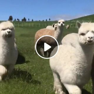 Lamas on march
