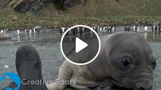 Man brutally attacked by baby seal, man, brutally, attacked, cute, cuteness, baby, seal, animal, bonuscrystals, animals pets. #0