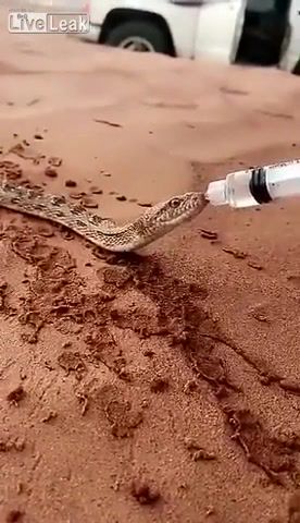 Man gives Thirsty snake water In the middle of desert, Animals Pets
