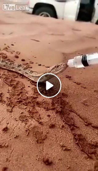 Man gives thirsty snake water in the middle of desert