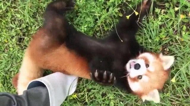 Panda Thunder 2 100th - Video & GIFs | funny animals,red panda,imagine dragons,thunder,animals pets