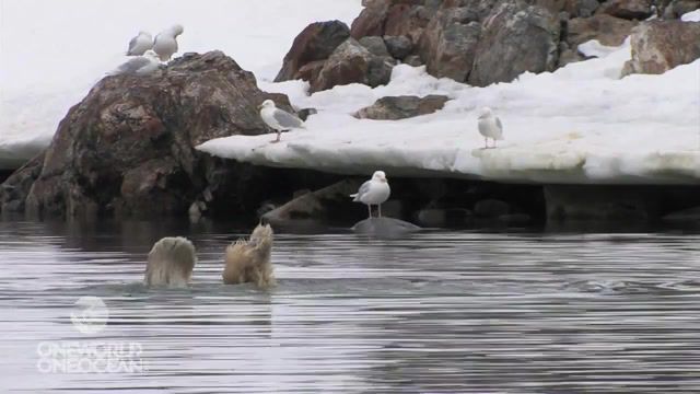 Polar Synchronized Swimming, Animal, Funny, Polar Bear, Animals Pets