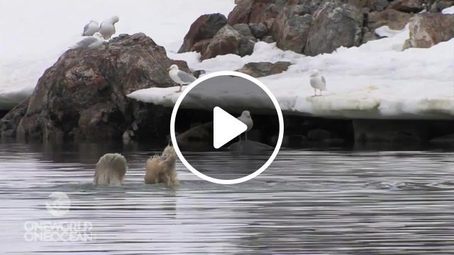 Polar synchronized swimming, animal, funny, polar bear, animals pets. #0