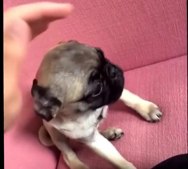 Pugs not drugs, funny song, pug, pugs, drugs, cute puppy, cute animals, pets, puppies, dogs, animals pets.