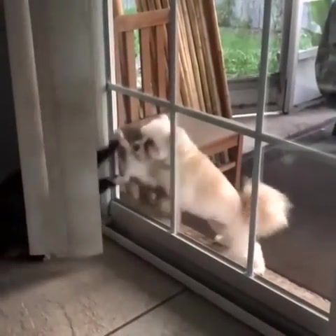 Pure fury, cat, dog, funny, funny moments, animals pets.