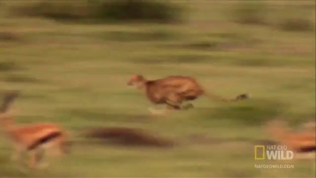 Runs as fast as 112 to 120 km h, covering distances up to 500 m, accelerates from 0 to 100 km h in 3s, nature, wildlife, blood, eat, kill, predator, predation, record, world, animal, fastest, fast, speed, run, chase, pursuit, gazelle, cheetah, hunters, pack hunters, packs, wild, nat geo wild, deadly, deadliest, world's deadliest, nat geo, national geographic, animals pets.
