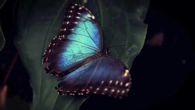 Sapphire butterfly, sound, forest, birds, butterfly, nature, animals pets.