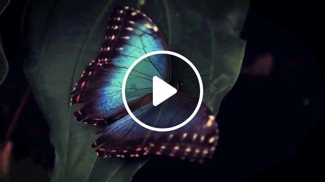 Sapphire butterfly, sound, forest, birds, butterfly, nature, animals pets. #0