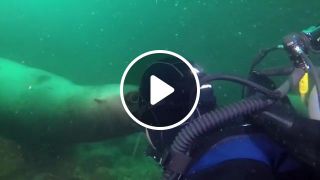 Scuba Diving Alaska