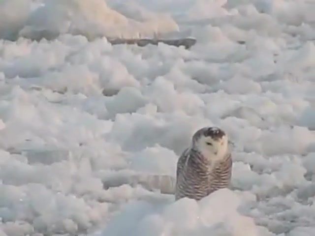 Snowy Owl Rides on a Small Ice Floe, Snowy Owl, Gary Cranfield, Betsy Waterman, Lake Ontario, Riding On Ice, Unique Wildlife, Animals Pets