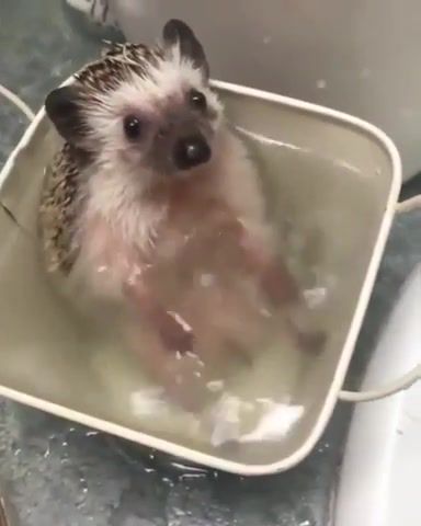 Splish Splash, Hedgehog, Bath, Splish Splash, Water, Animals Pets
