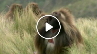 The screaming baboon