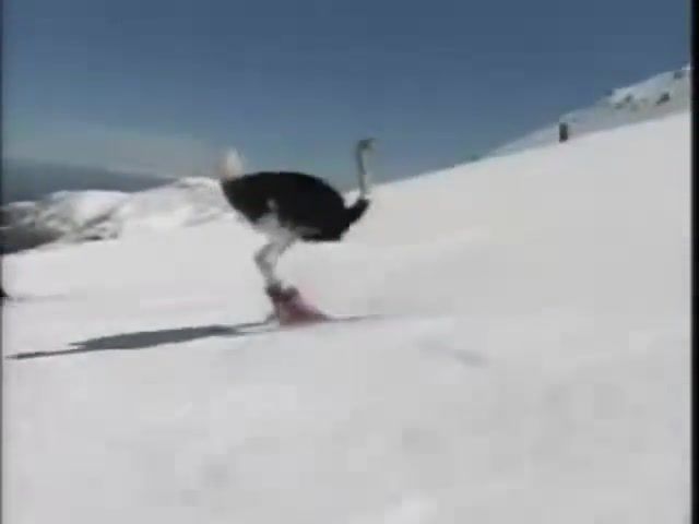 This ostrich got some moves, Awesome, Skiing, Ostrich, Unbelievably, Animals Pets