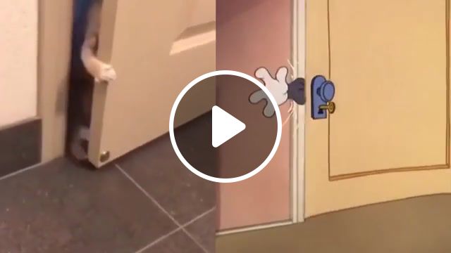 Thomas the cat, tom and jerry, cute cat, funny animals, animals, funny cats, funny cat, cat, cartoon, tom and jerry cartoon, watcher, animals pets. #1