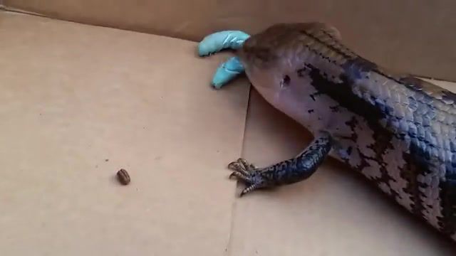 What if he just makes friends with it - Video & GIFs | skink,bardiel,predator,worm,animal,national geographic,animals pets