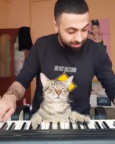If you are a real pianist, you should be able to play the piano even when you're asleep, animals pets.