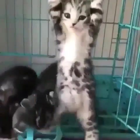 Even a kitten can catch up. And you Well ka run to the gym - Video & GIFs | cat,kitten,sport,sports