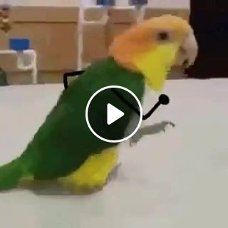 A parrot moonwalk