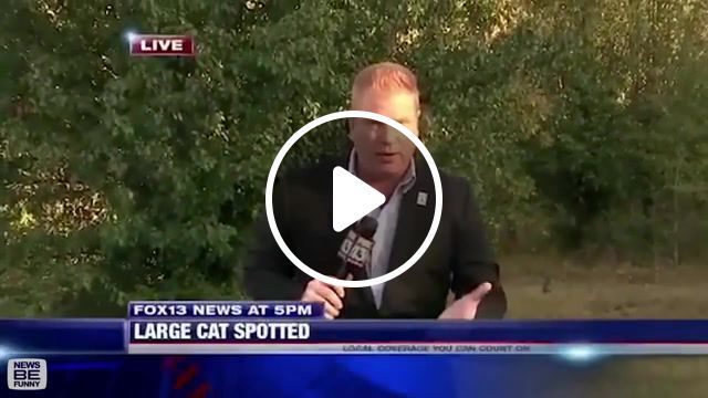 And that's not it, best animals news bloopers, animals, funny animals, cat, dog, animal topic, tiktok, tik tok, news bloopers, bloopers, funny, comedy, outtakes, laugh, tv, humor, blooper tv genre, news topic, news broadcast genre, live television topic, television comedy television genre, comedy tv genre, television topic, news broadcasting tv genre, animals pets. #0