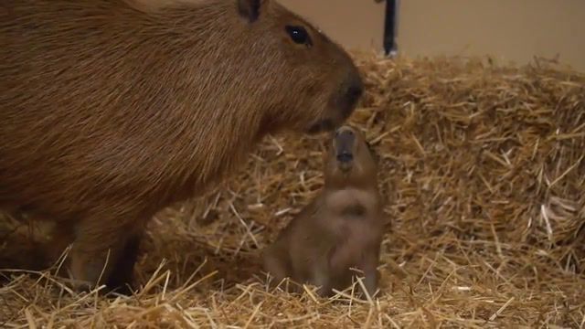 Baby Capybara from the Houston Zoo, Cute, Animal, Baby, Capybara, Houston Zoo, Animals Pets