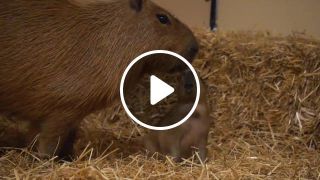 Baby capybara from the houston zoo