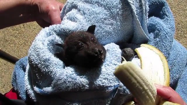 Banana - Video & GIFs | flying fox,bat banana,banana eating,cute bat,flying fox banana,rescued bat,animals pets