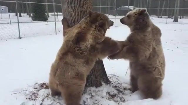 Bears fight over tree, bears, kalinka song, tree, animals pets.