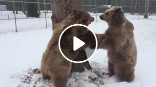 Bears fight over tree