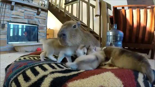 Capybara with a group of husky puppies, Animals Pets