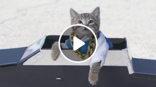 Cat cop chase