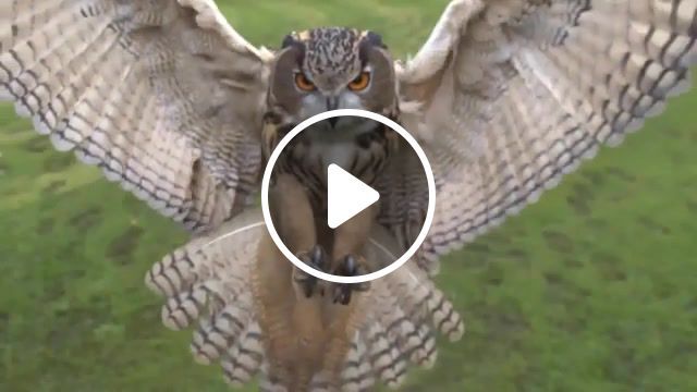 Challengers of the unknown, slow motion, owl, animals pets. #0