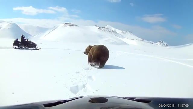 Chasing a bear to be continued, to be continued, gopro, snowboard, roundabout, animals pets.