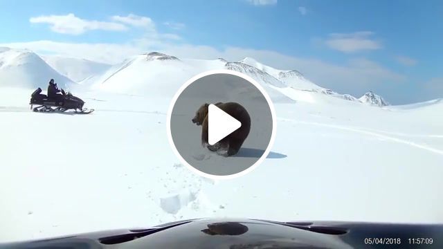Chasing a bear to be continued, to be continued, gopro, snowboard, roundabout, animals pets. #0
