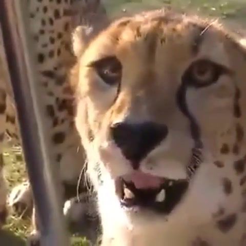 Cheetahs meowing up close