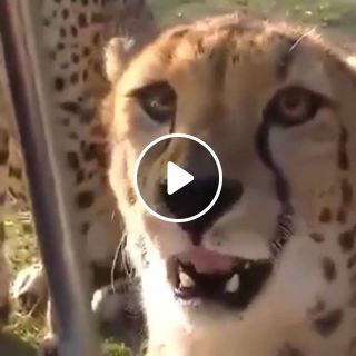 Cheetahs meowing up close