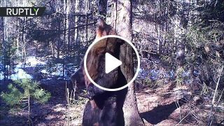Dance dance russian bear