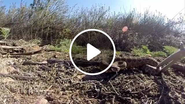 Gopro rattlesnake wranglers, rescue, rattlesnake, snake, rad, stoked, hd camera, hero camera, hero 3 plus, hero 3, hero 2, gopro, animals pets. #0