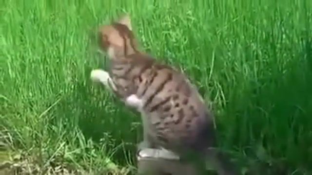 HARDB CAT - Video & GIFs | funny,animal,hardb,cat,animals pets