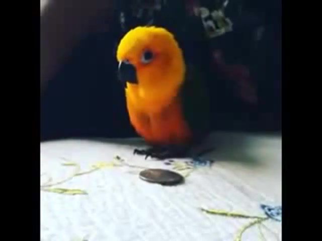 Hey that my money, Parrot, That My Money, Animals Pets