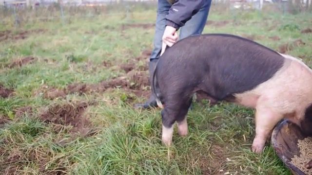 How to straighten a pigs tail, Community Land Trust, Not For Profit, Crowdfunding, Co Op, Comedy, Community, Farming, Permaculture, Farm, Head, Vale, Animals Pets