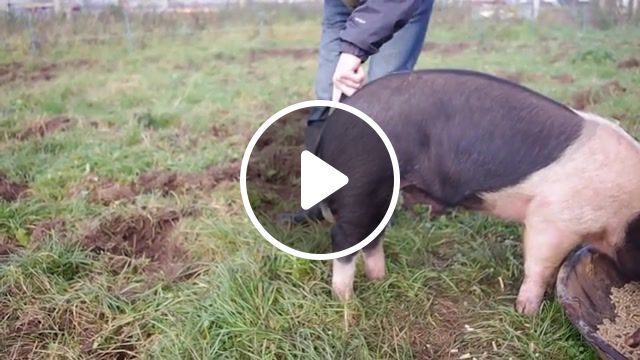 How to straighten a pigs tail, community land trust, not for profit, crowdfunding, co op, comedy, community, farming, permaculture, farm, head, vale, animals pets. #0