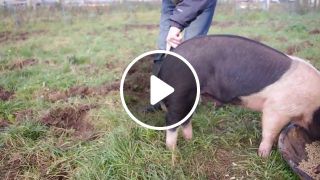 How to straighten a pigs tail