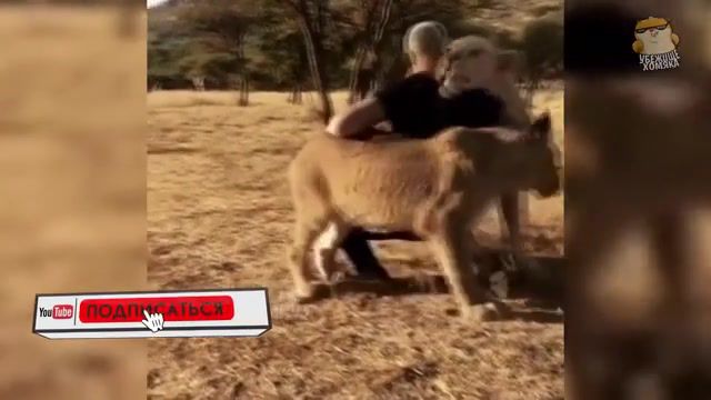 King of animals - Video & GIFs | king,animals,funny moments,lion king,animals pets