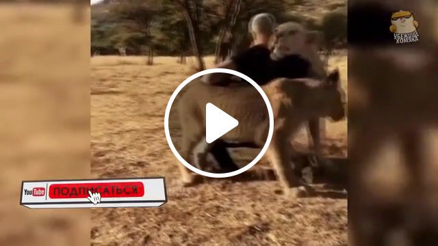 King of animals, king, animals, funny moments, lion king, animals pets. #0
