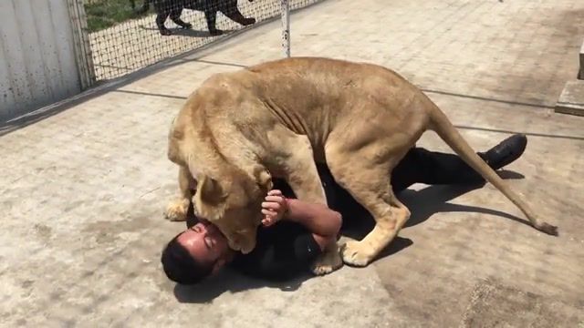 Lion hug, hug, lion, animals pets.