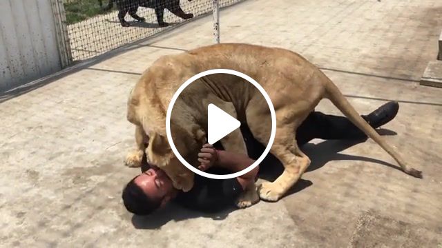 Lion hug, hug, lion, animals pets. #1