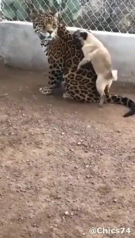 Love Story - Video & GIFs | animals pets
